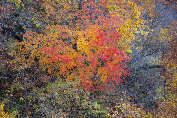 日本秋天的山谷与秋叶的照片。图片下载