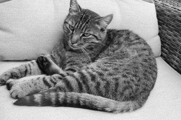 Tomcat放松图片下载