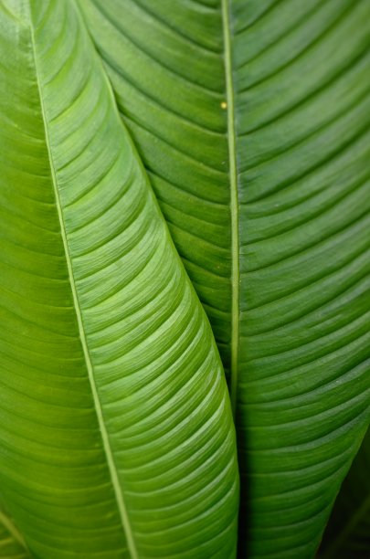 绿色的树叶图片下载