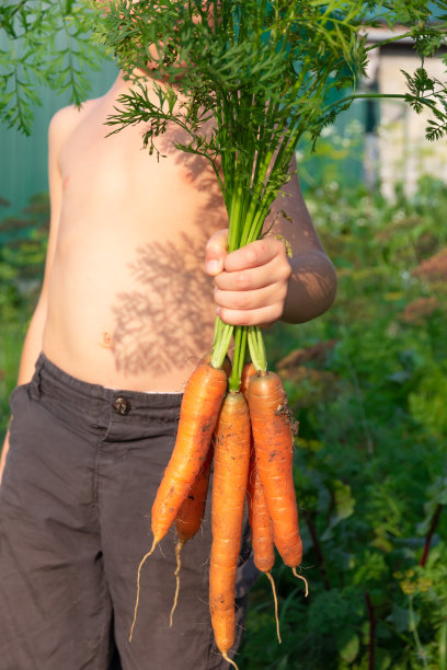 在画面中，一个男孩穿着黑色短裤，手里拿着一串新鲜的胡萝卜，顶上以绿叶为背景，摄于村子里一个阳光明媚的夏日。有选择性的重点图片下载