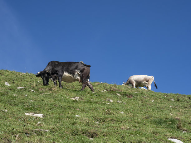 在意大利阿尔卑斯山吃草的牛图片下载