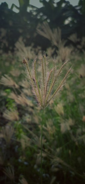 愤怒的小植物图片下载