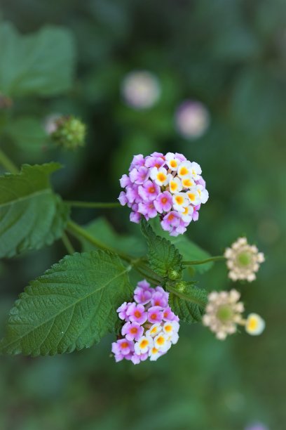 粉红色和黄色斑叶，特写，复制空间图片下载