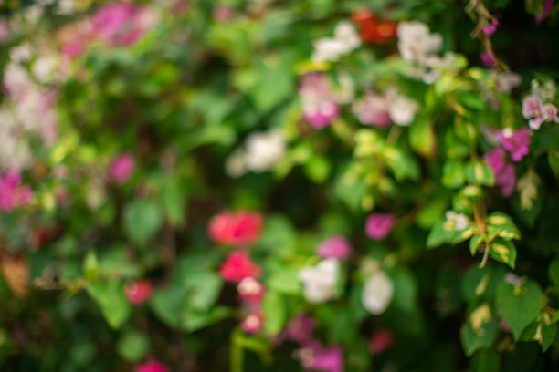 明亮的花朵背景图片下载