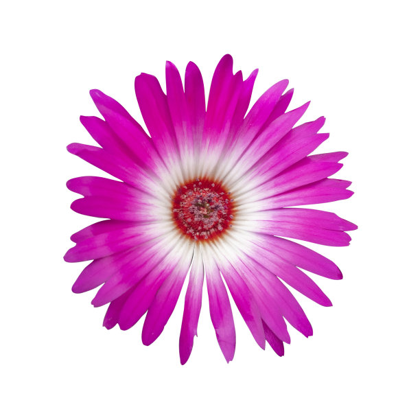 白色背景上粉红色的冰植物(中胚芽属)图片下载