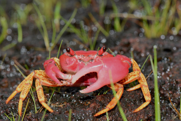 Amboli crab, Ghatiana splendida, Amboli，印度马哈拉施特拉邦图片下载