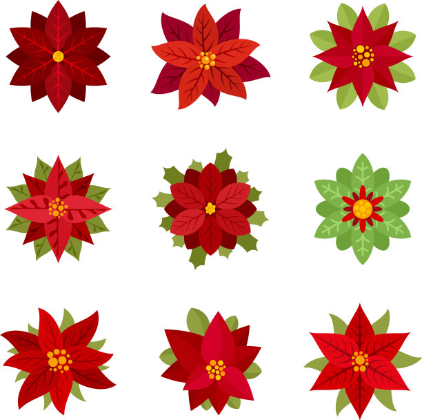 poinset平孤立图片下载