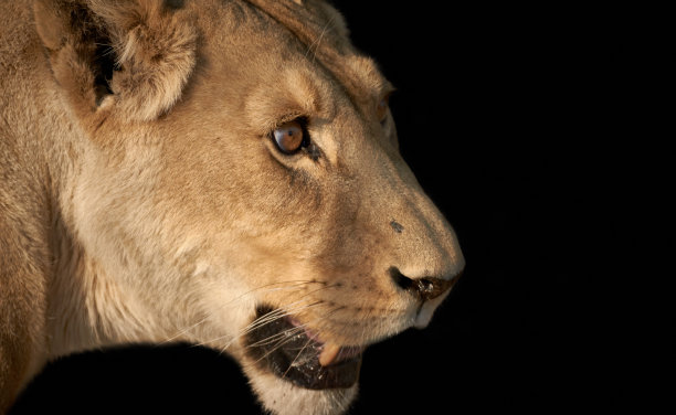 一只野生母狮的侧面图孤立在黑色背景上图片下载
