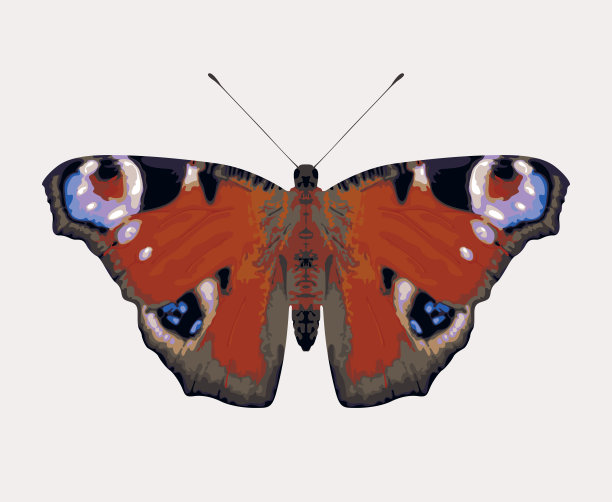 美丽的孔雀眼蝴蝶，张开翅膀图片下载