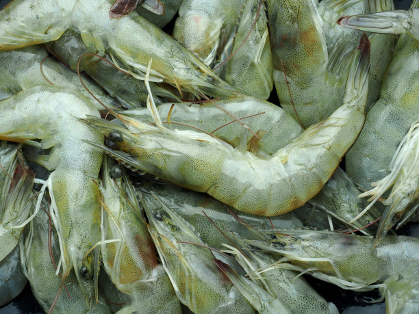 新鲜生太平洋白虾图片下载