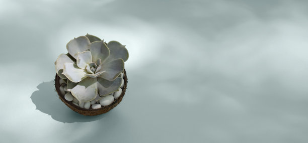 仙人掌多肉的石莲花在锅椰子壳孤立在蓝色背景与阴影和复制空间。易于护理的室内植物在家庭园艺。小室内肉质植物的特写镜头图片下载