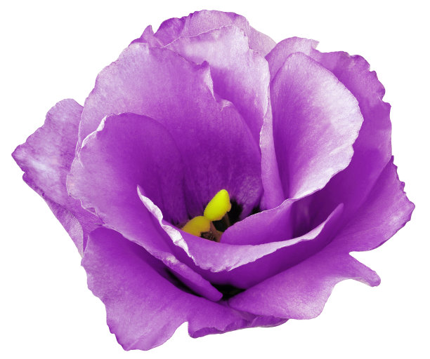 紫色玫瑰花，白色孤立的背景与修剪路径。大自然。特写镜头。图片下载
