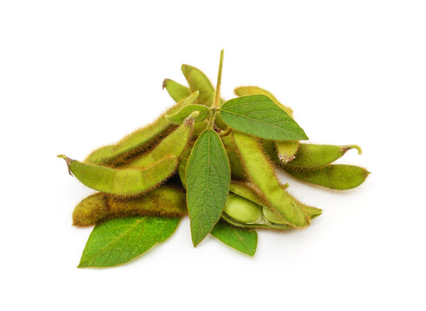 有叶子和花的绿色大豆荚。图片下载