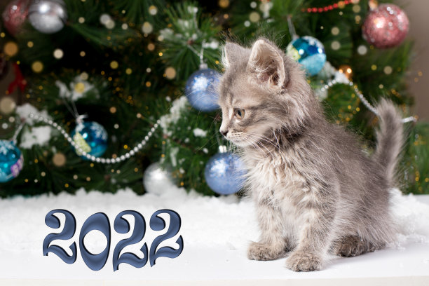 圣诞贺卡——一只小猫坐在树旁的雪地里。图片下载