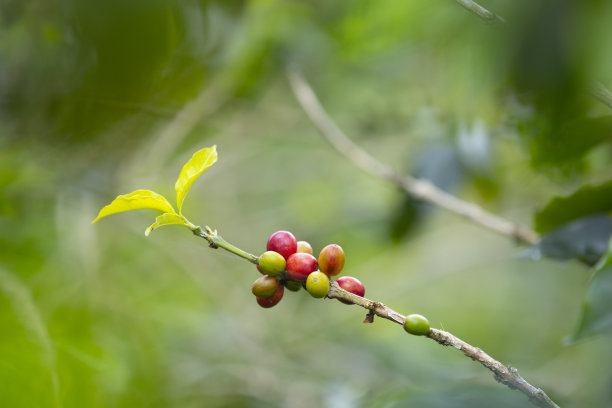 哥伦比亚咖啡种植园的咖啡豆分支关闭图片下载