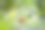 哥伦比亚咖啡种植园的咖啡豆分支关闭图片下载