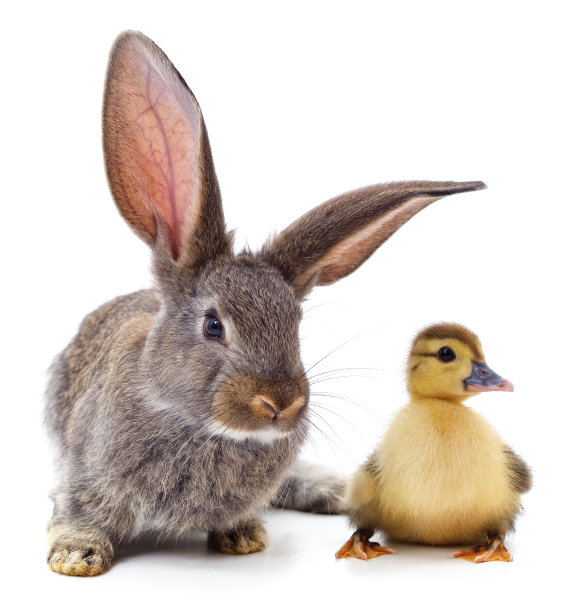 兔子和鸭子。图片下载