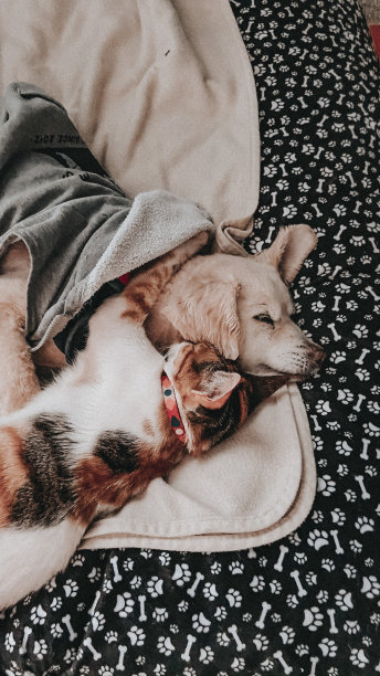 猫狗之爱图片下载