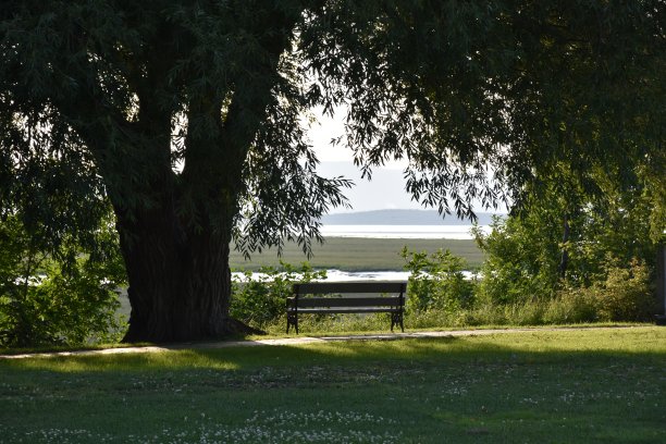 在树下图片下载