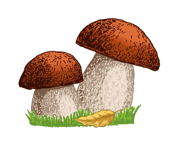牛肝菌手绘图片下载