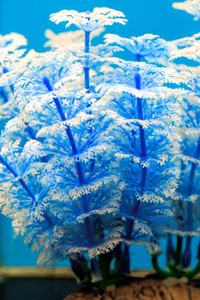 浅蓝色角苔图片下载