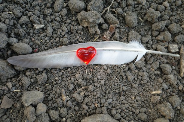 泥土上白色羽毛上的红心。浪漫的枯燥乏味的背景图片下载