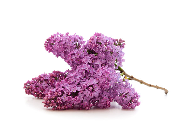 带叶子的紫丁香的花束。图片下载