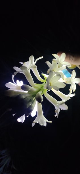 晚上花背景图片下载