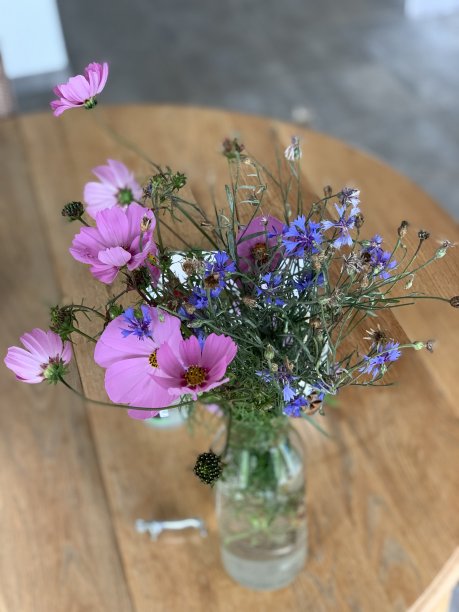 草地上的花图片下载