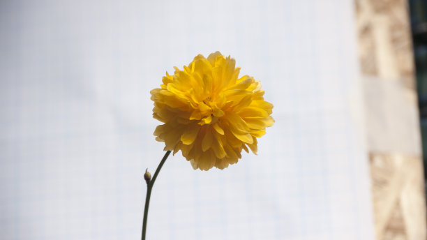 黄色的花图片下载