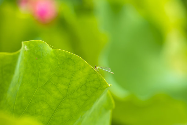 莲花和豆娘，特写图片下载