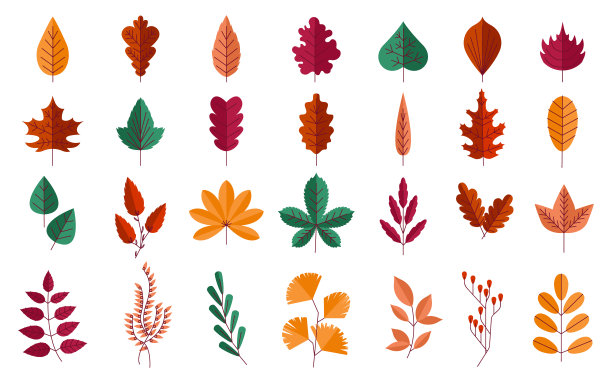 秋天的树叶。森林红叶和黄叶的枫树或橡树。橙色的栗子树。秋季植物图形元素。装饰卡通植物收集。矢量性质设置图片下载