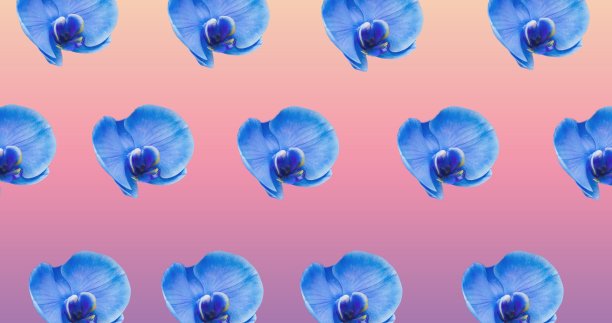 插图的一排排蓝色的花在粉红色的背景图片下载