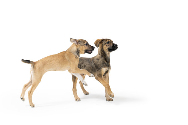 两只可爱的小狗在一起玩耍图片下载