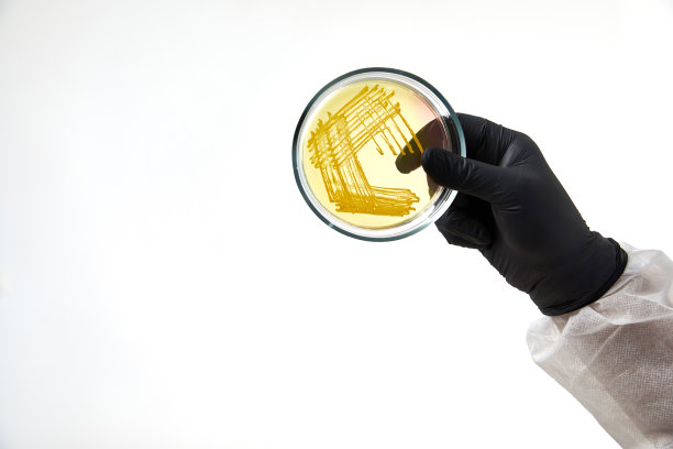 化验师在实验室戴手套。用玻璃板和样品进行测试。病毒和保健概念图片下载