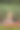 一个年轻的白人美丽苗条的女孩做瑜伽，在桨板上普拉提，SUP独自在夏天的早晨。积极生活、运动、休闲的活动理念图片下载