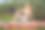 一个年轻的白种人美丽苗条的女孩日光浴在夏天的晚上在河上桨板，SUP独自。积极生活、运动、休闲的活动理念图片下载