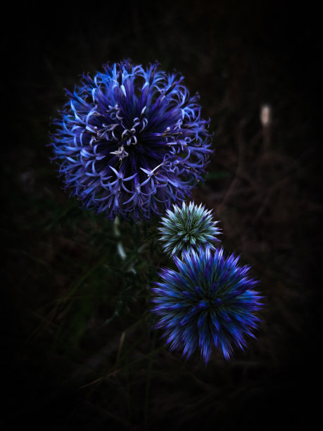 花的烟花图片下载