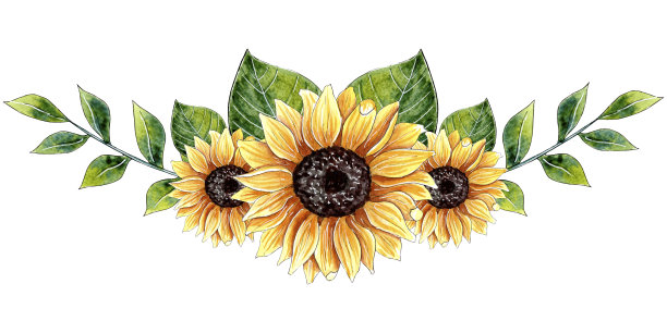 水彩向日葵排列，花边。图片下载