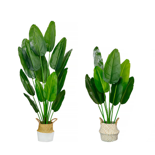 装饰热带树木种植篮壶孤立在白色背景图片下载