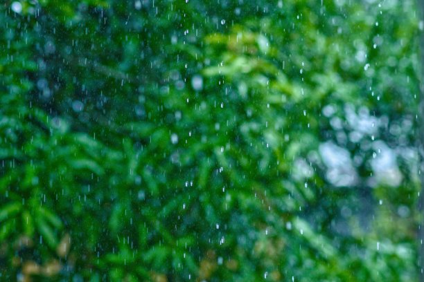 模糊运动的雨滴，树叶树模糊，抽象背景雨节。图片下载