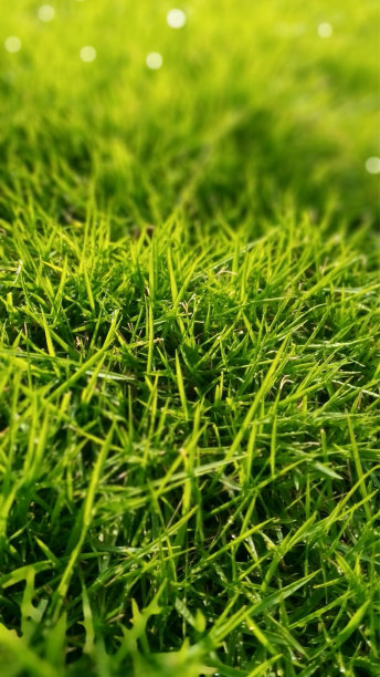 壁纸自然美丽图片下载