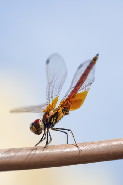 蜻蜓图片下载