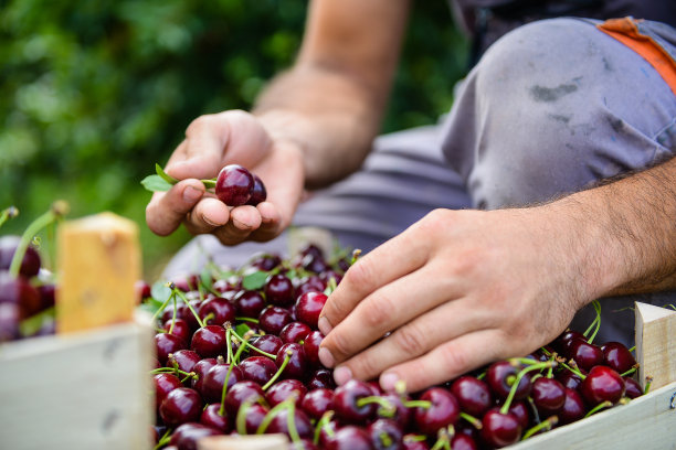 樱桃收获，近距离的手捧着一堆樱桃图片下载