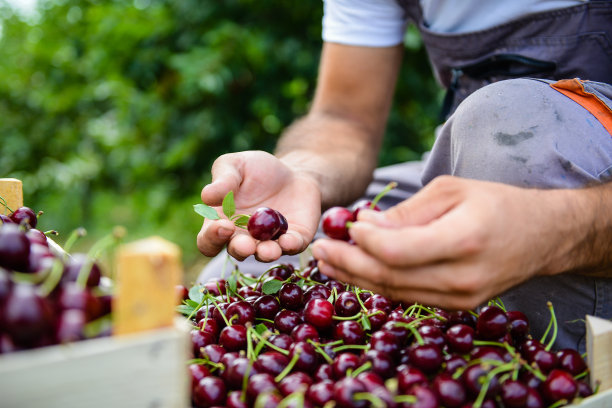 樱桃收获，近距离的手捧着一堆樱桃图片下载