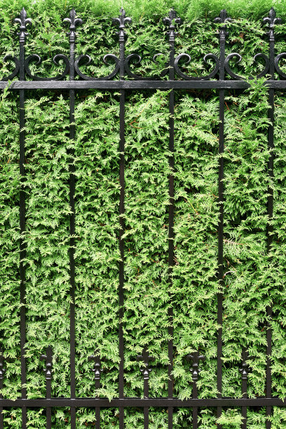 柏树背景下的金属栅栏的碎片图片下载