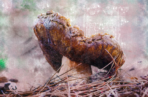 一个森林蘑菇在干松针之间的特写镜头。食用亩图片下载