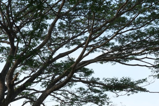 绿色的树叶和树枝孤立在白色的背景。图片下载