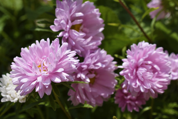 红色和白色的紫菀花在花园菊科图片下载