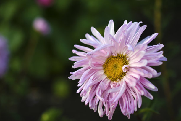 红色和白色的紫菀花在花园菊科图片下载
